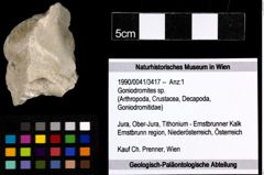 Foto (Objekt + Etiketten) von Goniodromites sp. 